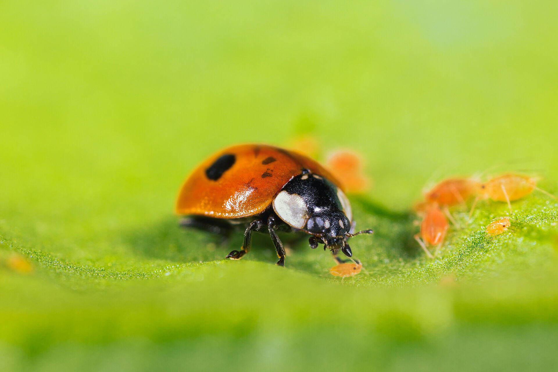 Biocontrol – A sustainable investment for small scale-farmers in Zambia